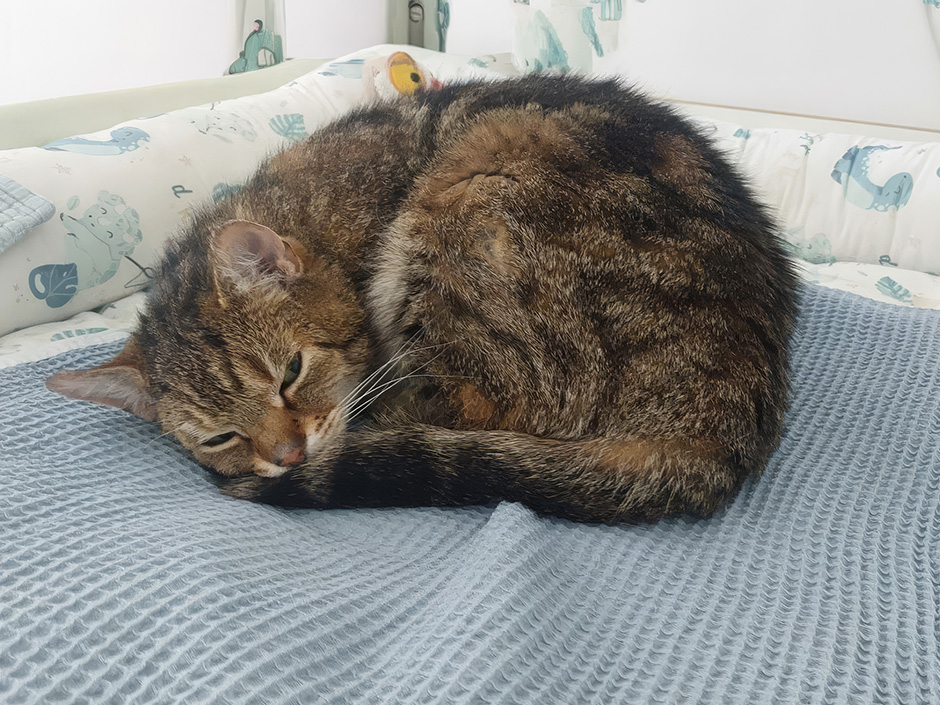 Kater Pollux ist wieder zu Hause 