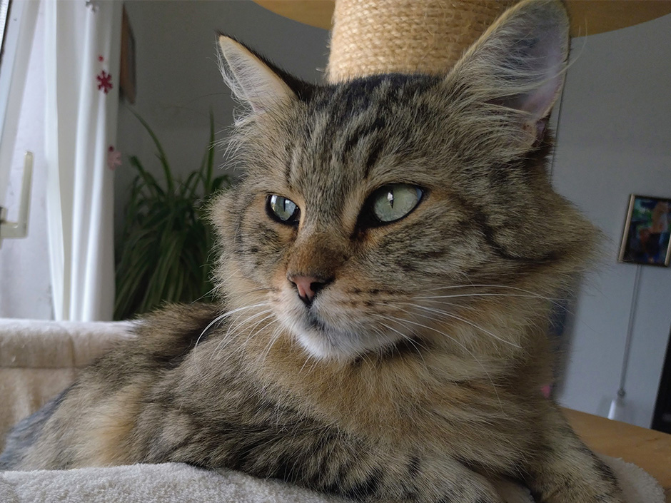 Kater Sören auf Kratzbaum