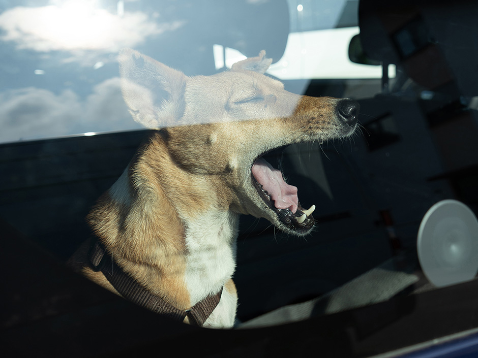 Hund jaulend im Auto