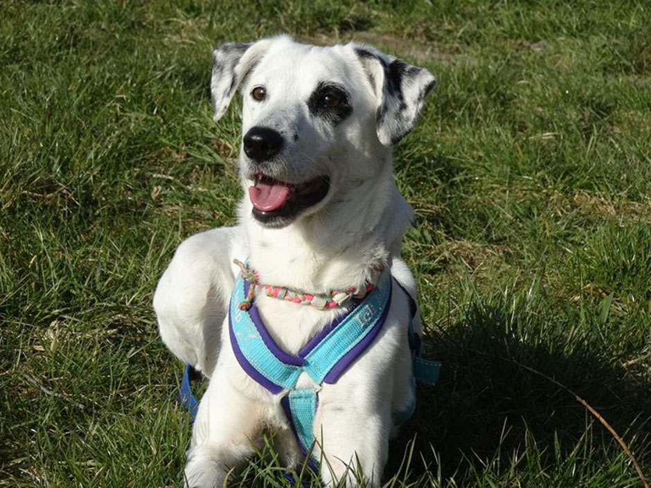 Fröhlicher schwarz-weiß Hund liegt auf der Wiese.