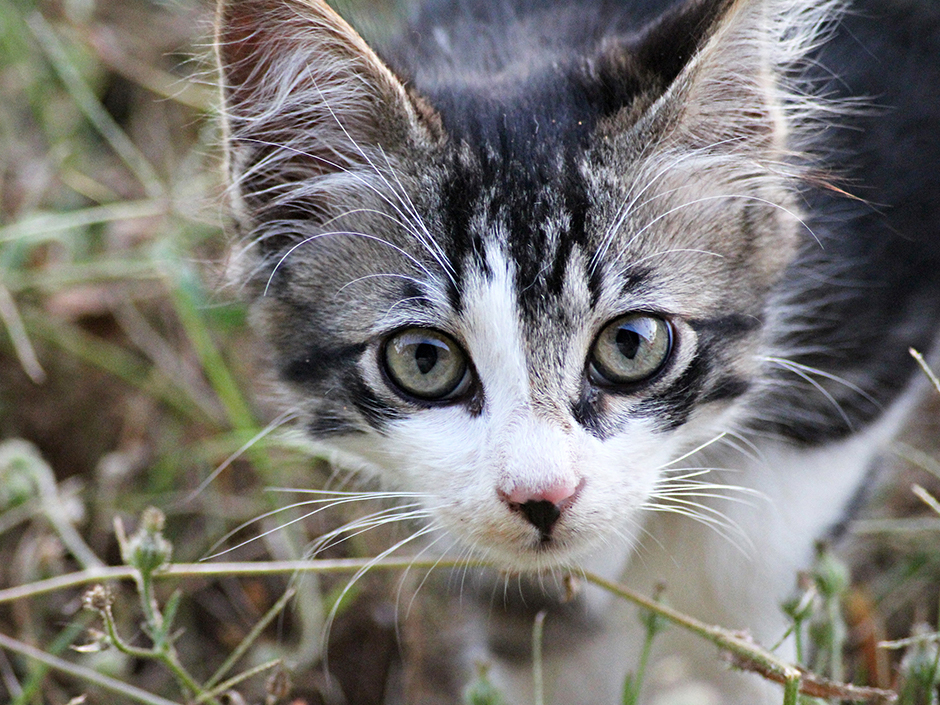 In Deutschland leben etwa zwei Millionen Streunerkatzen, die sich stetig weiter vermehren.