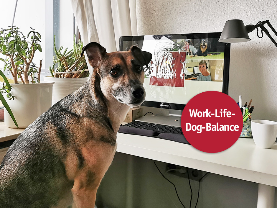 Büroschnauzen im Homeoffice. Hund sitzt am Arbeitstisch.