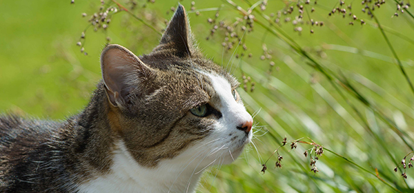 Eine Katze in der Wiese 