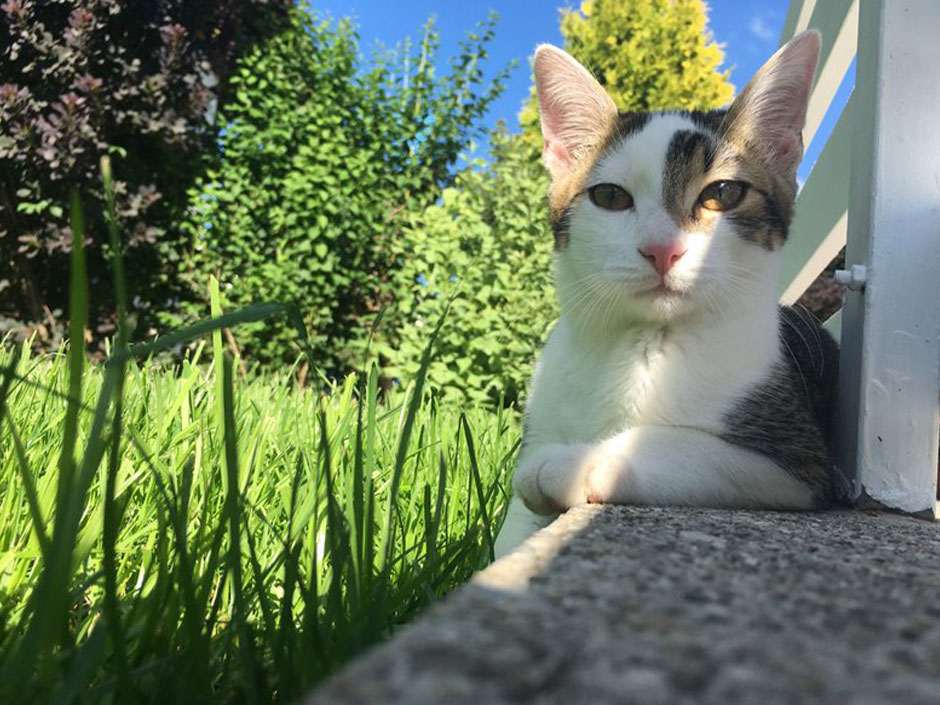 Katze liegt entspannt draußen im Schatten.