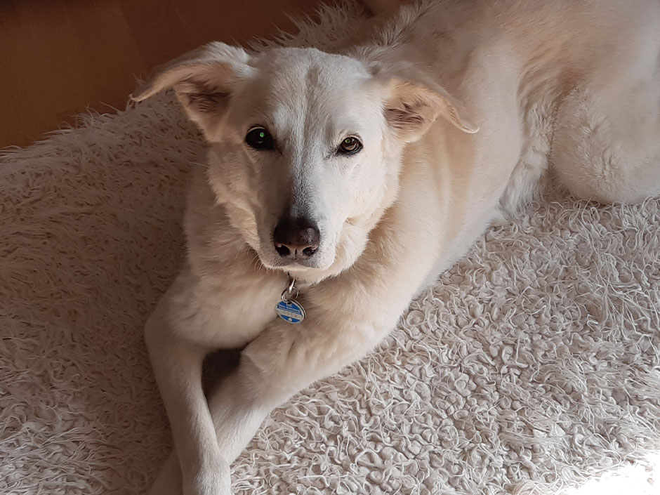 Hundeseniorin Abby