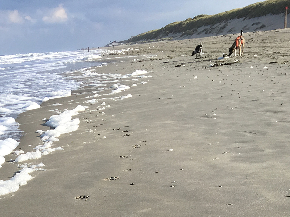 Hunde am Strand - Tipps für Reisen in tierischer Begleitung