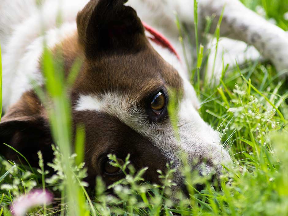 Hund im Garten.