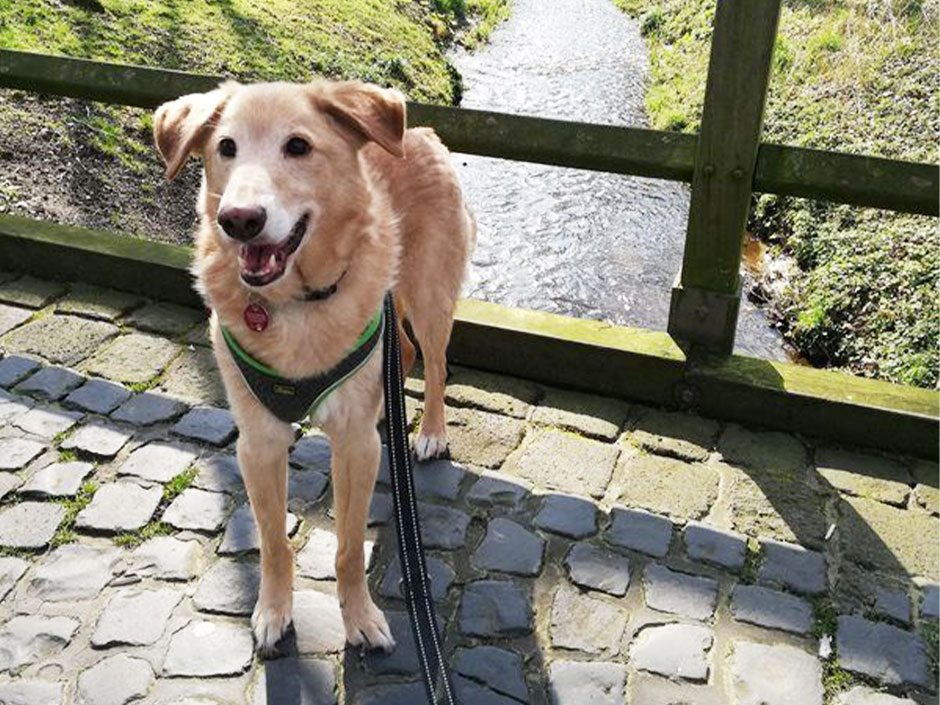 Strahlender Hund auf einer Brücke