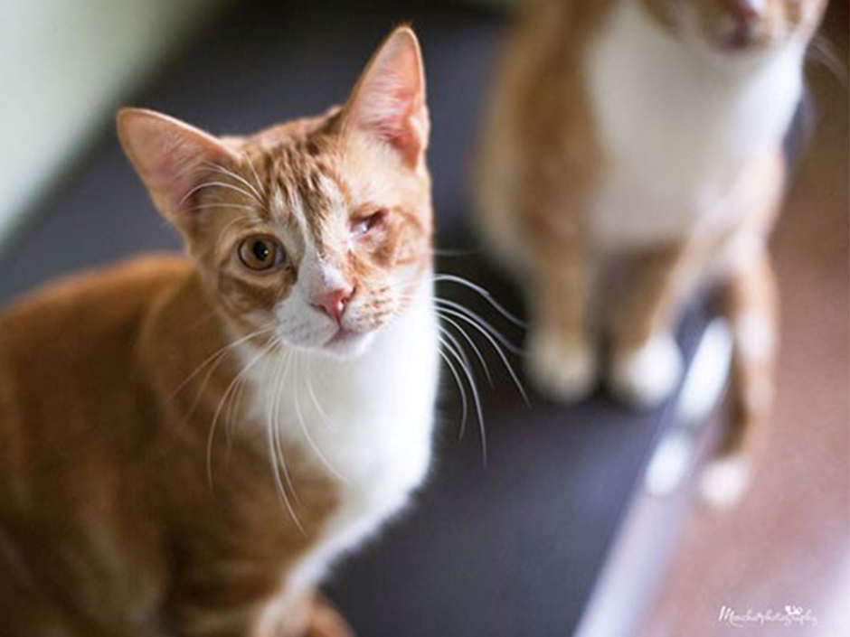 Tierischer Notfall - Katzenbrueder suchen liebevolles Zuhause
