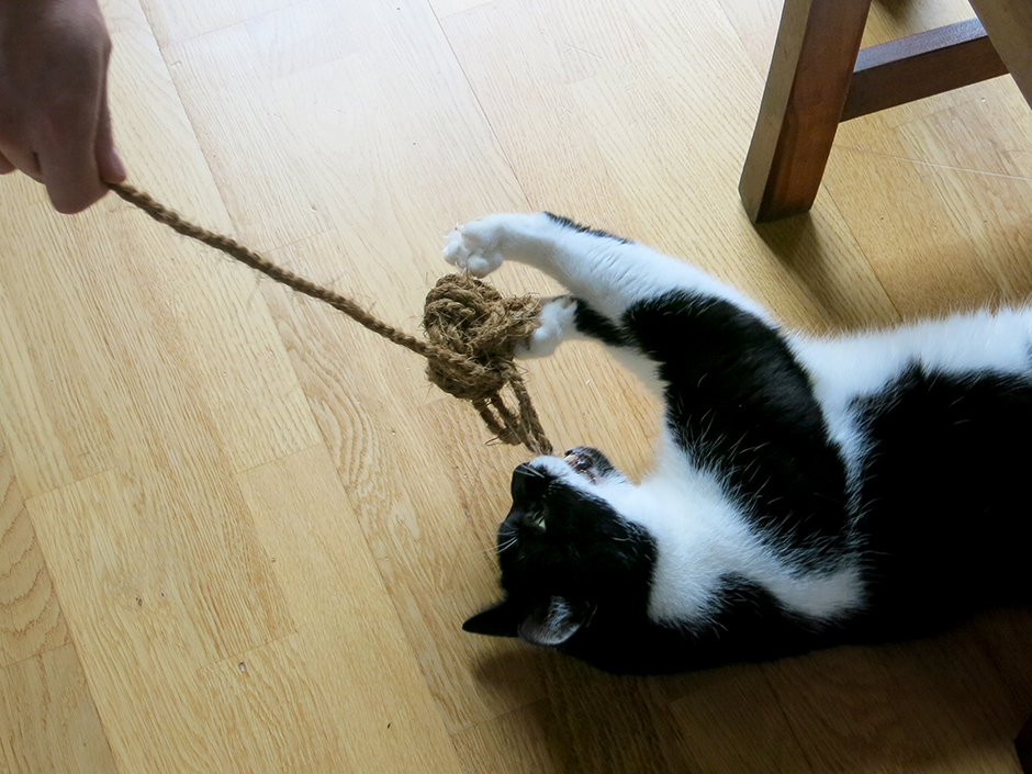Eine Katze beim Spielen mit einem Kokosseilball.