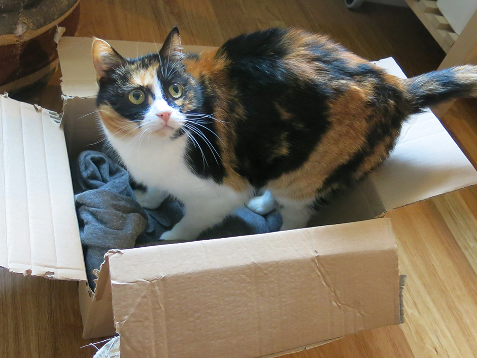 Katze Kitty in einem Karton.