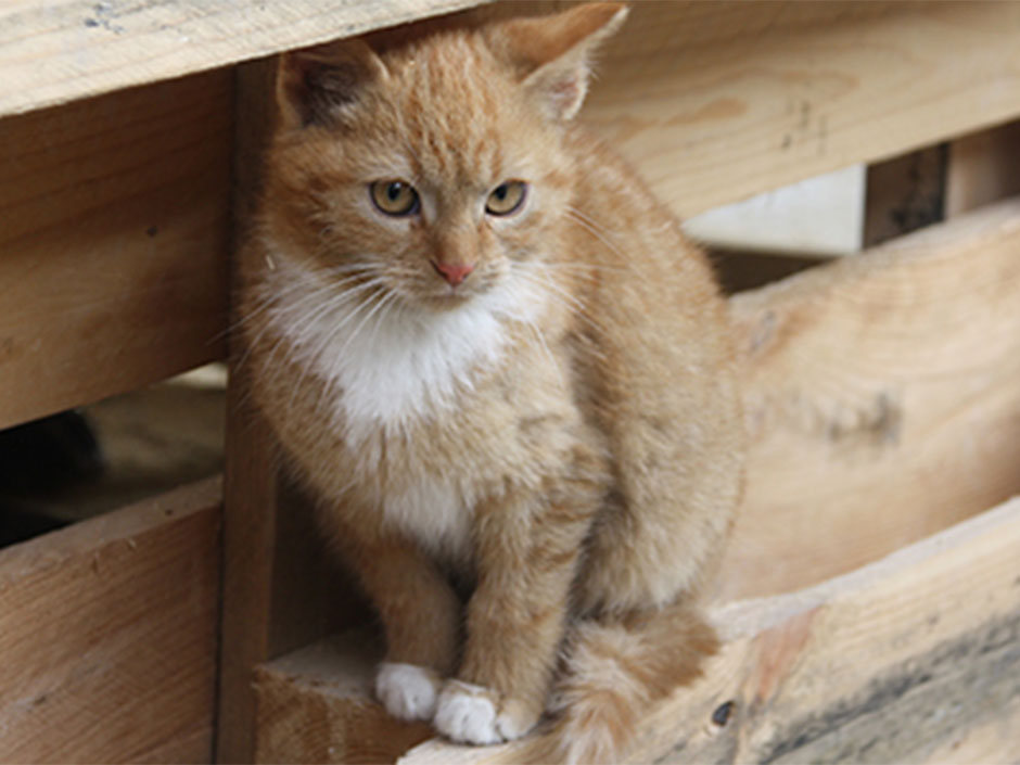 Eine rote Streunerkatze sitzt auf einer Holzpalette.