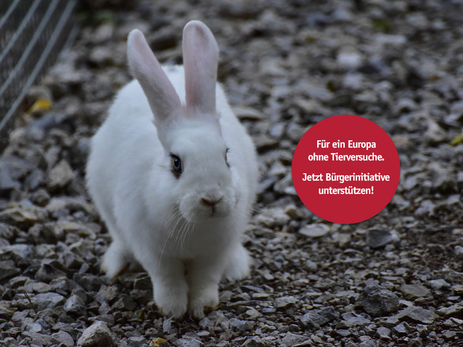 Ein weißer Hase