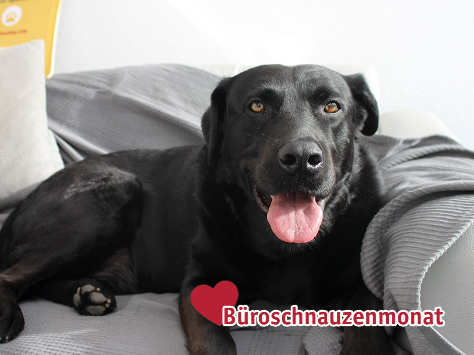 Ein schwarzer Bürohund auf dem Sofa.