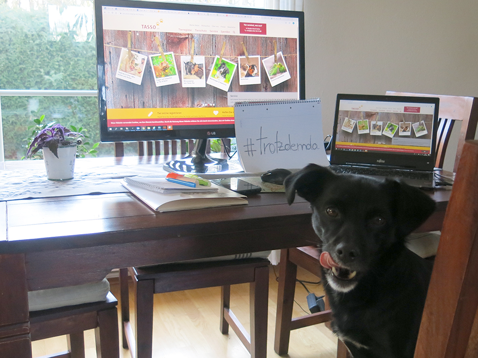 Büroschnauze Pani im Homeoffice