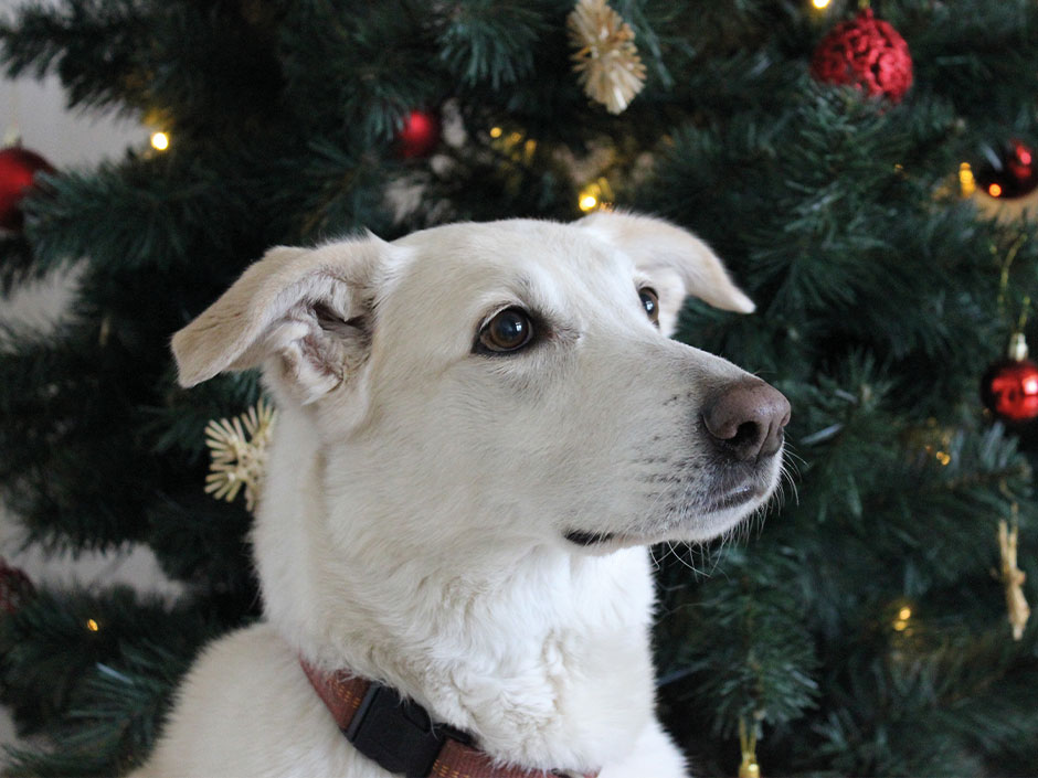 Ein Hund vor dem Weihnachtsbaum.