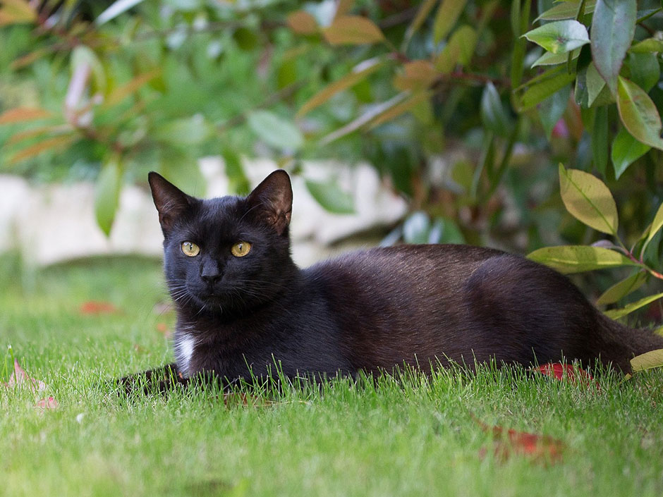 Eine schwarze Katze liegt im Gras.