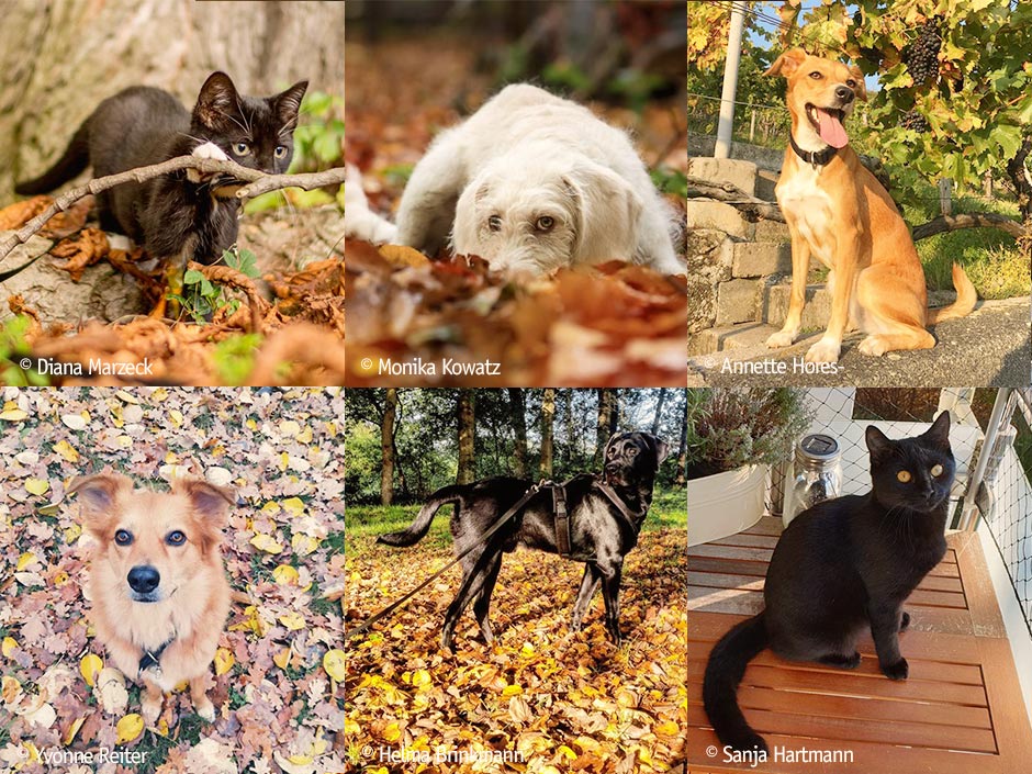 Collage mit Hunden und Katzen im Herbst.
