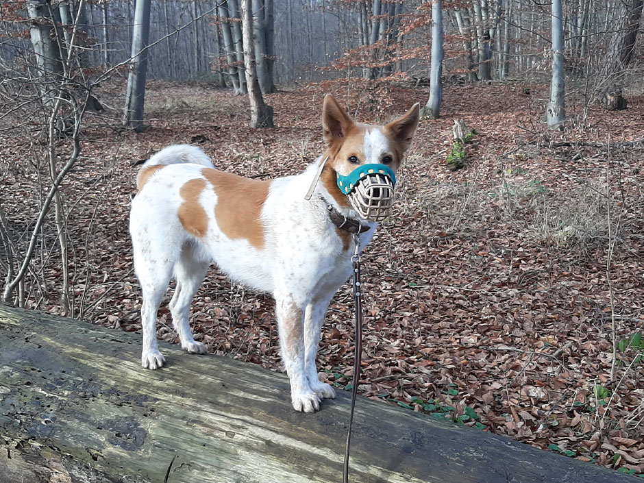 Ein Hund mit einem Maulkorb steht auf einem Baumstamm.