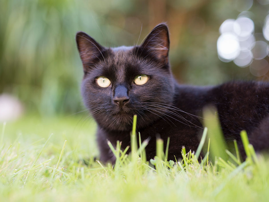 Eine schwarze Katze sitzt im Gras.