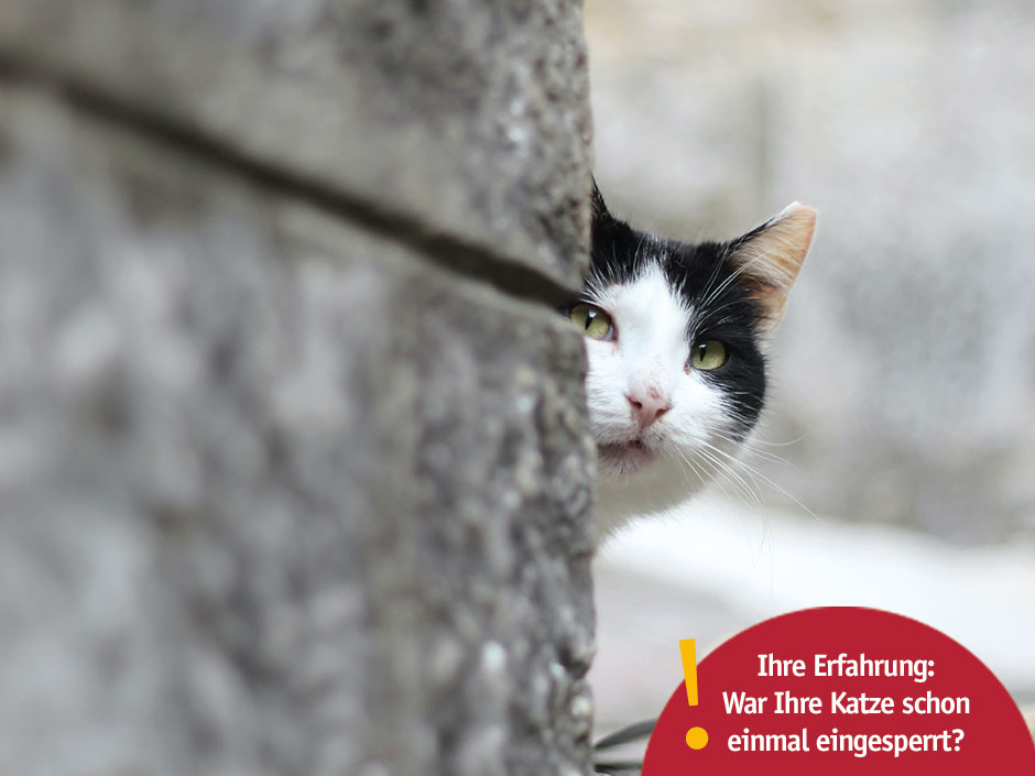 Eine schwarz-weiße Katze hinter einer Mauer.