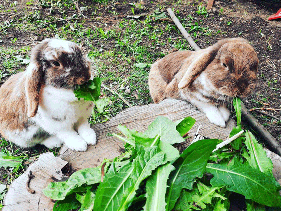 Zwei Kaninchen im Außengehege, die fressen.