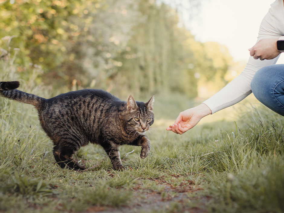 Eine Katze wird mit der Hand angelockt.