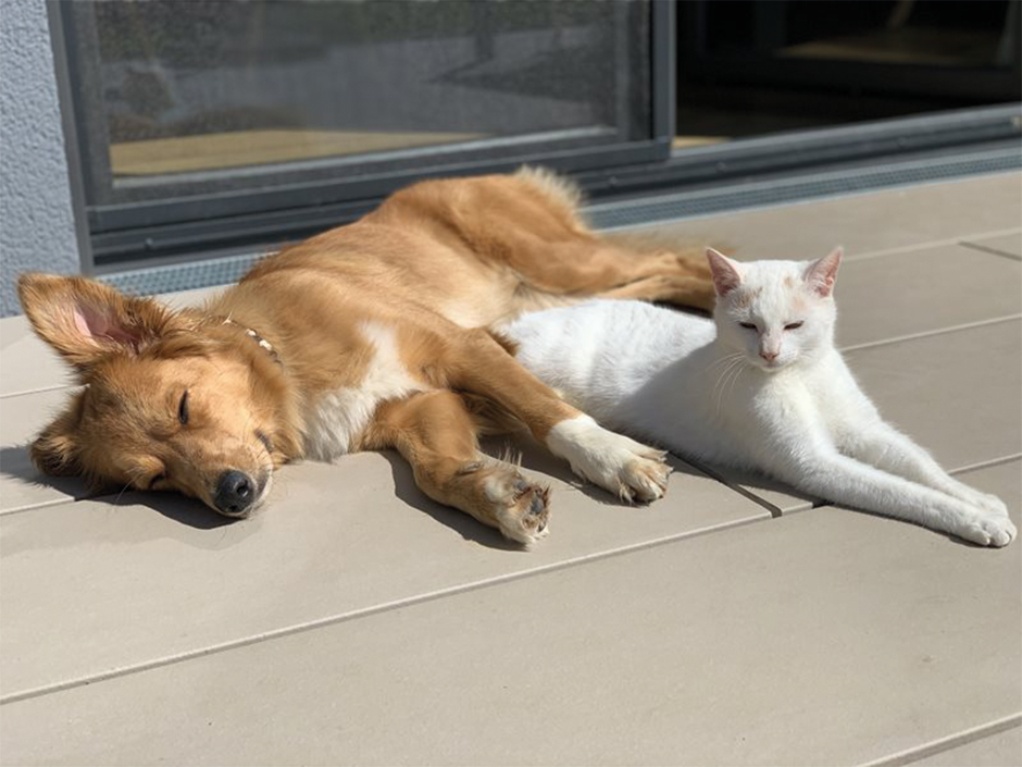 Hund und Katze liegen in der Sonne.