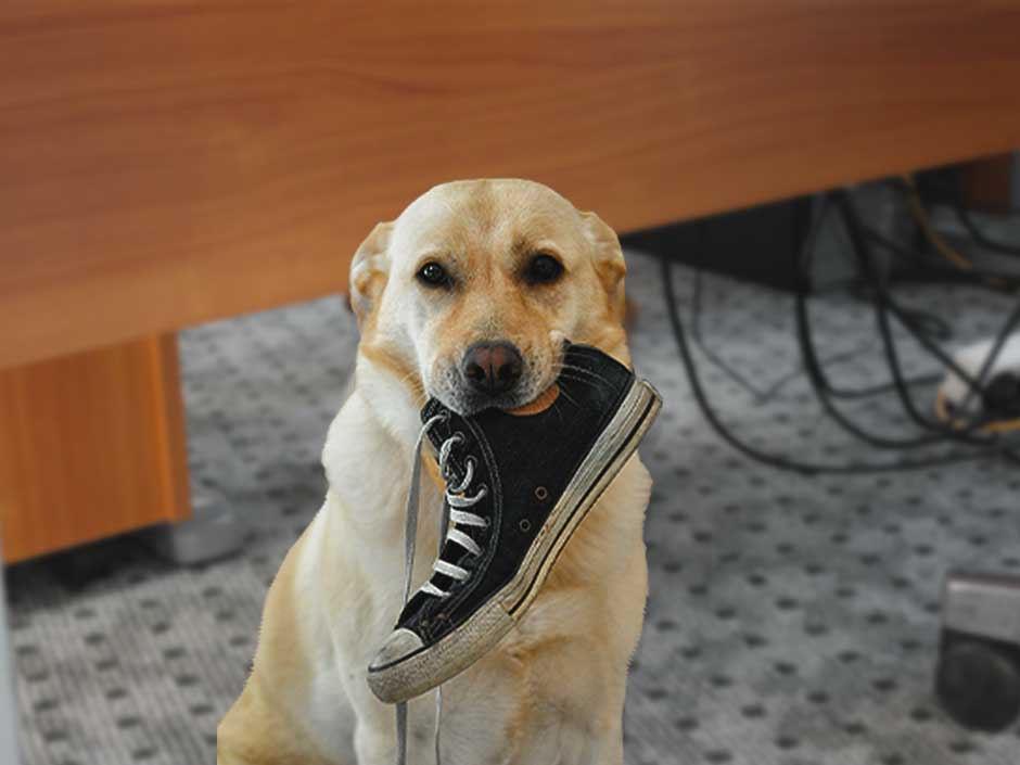 Ein Hund kaut einen Schuh