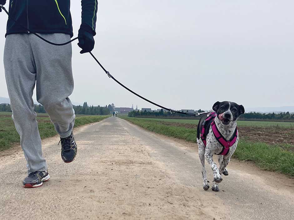 Büroschnauze Dotty beim Joggen mit ihrem Herrchen. 