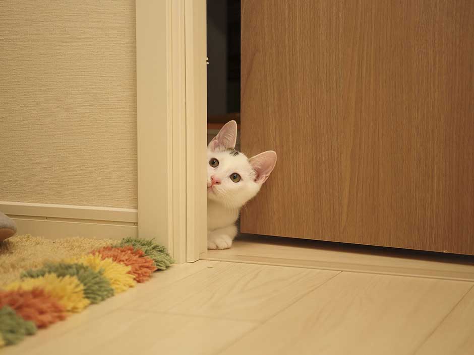 Katze versteckt sich hinter der Tür.