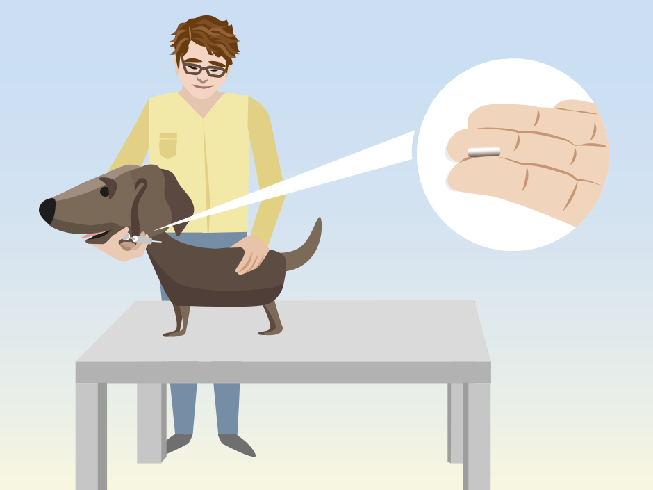 Ein Hund bekommt einen Transponder von einem Tierarzt injiziert.
