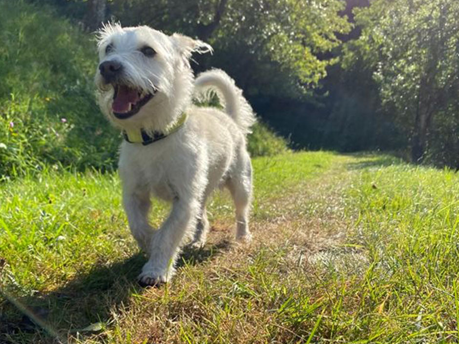 Ein glücklicher weißer Hund auf der Wiese.