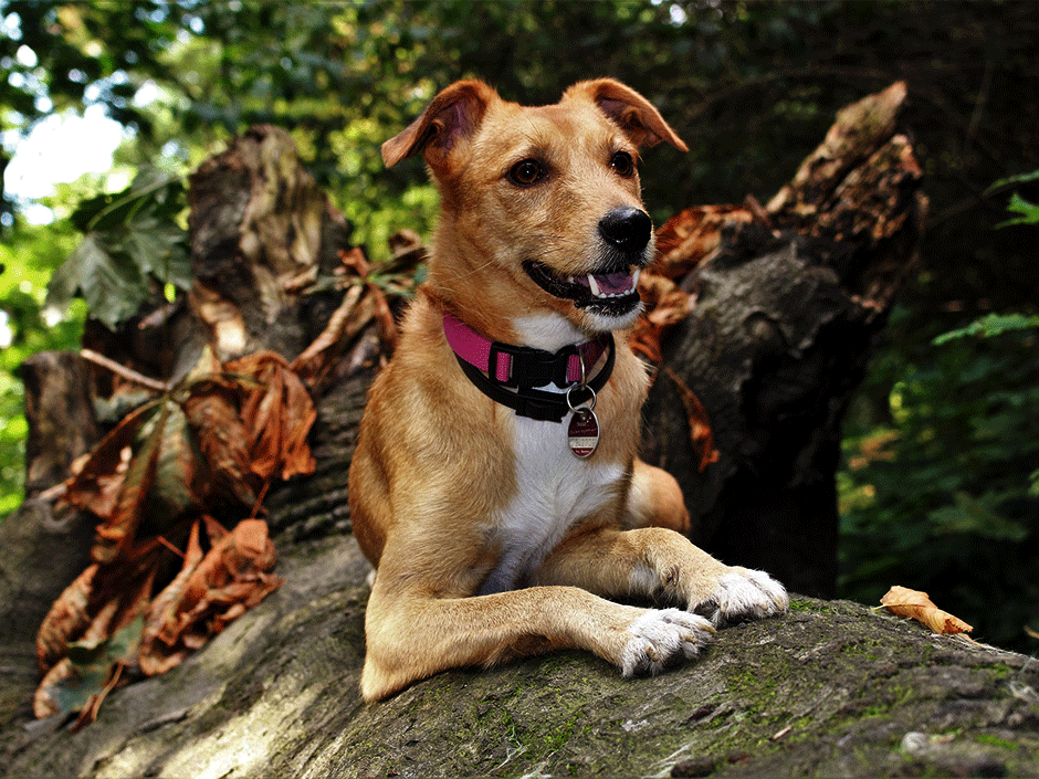 Ein Hund auf einem Baumstamm.