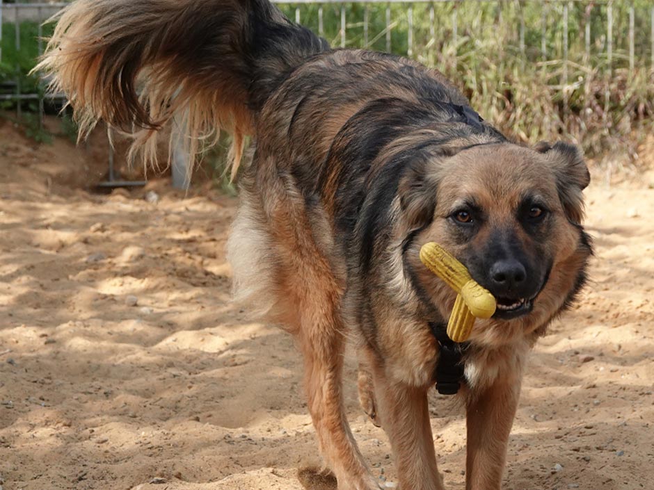 Ein Hund mit einem Spielzeug im Mund.