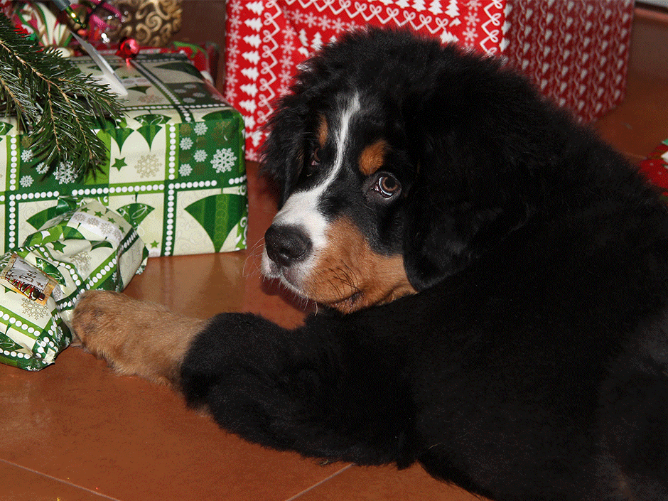 Ein Hund vor einem Weihnachtsbaum.