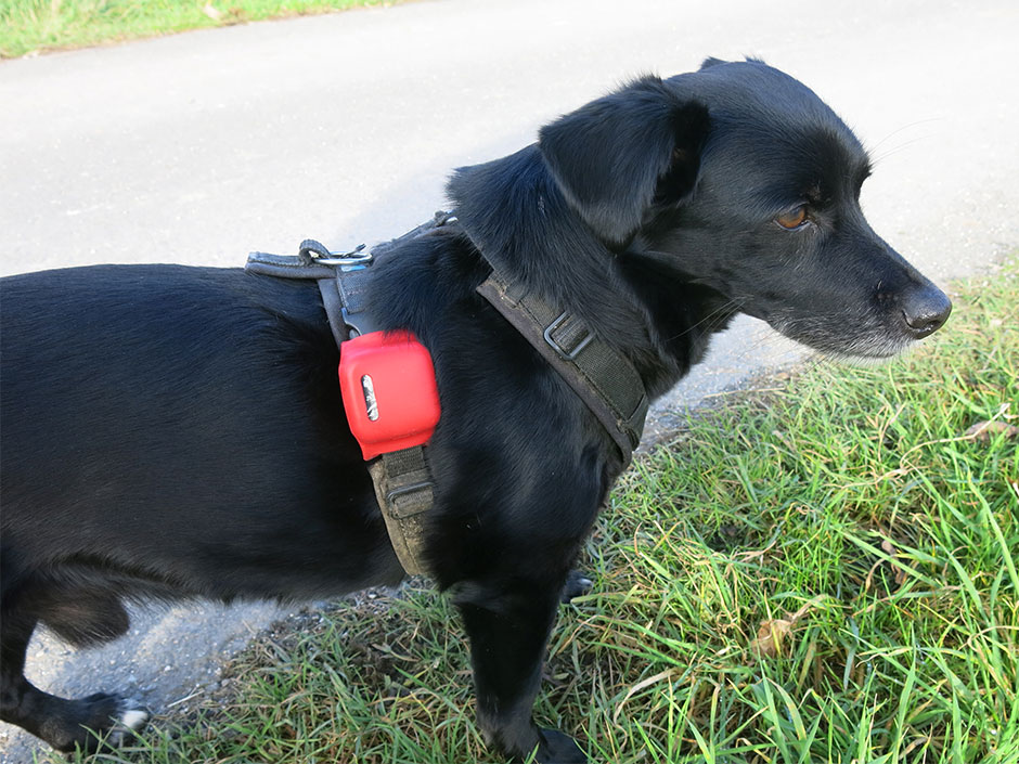 Schwarzer Hund mit einem GPS-Tracker am Geschirr.