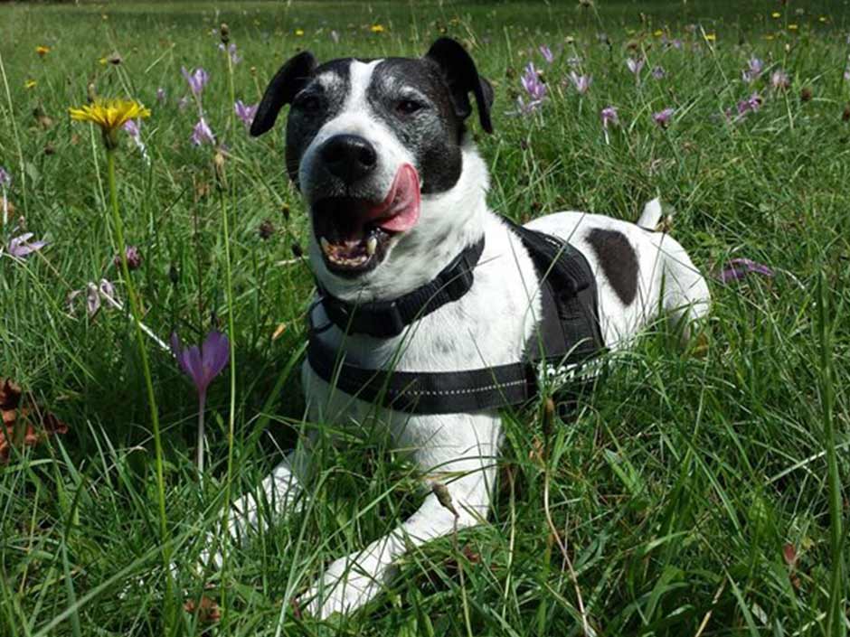 Hund liegt auf Sommerwiese und genießt Sonne.