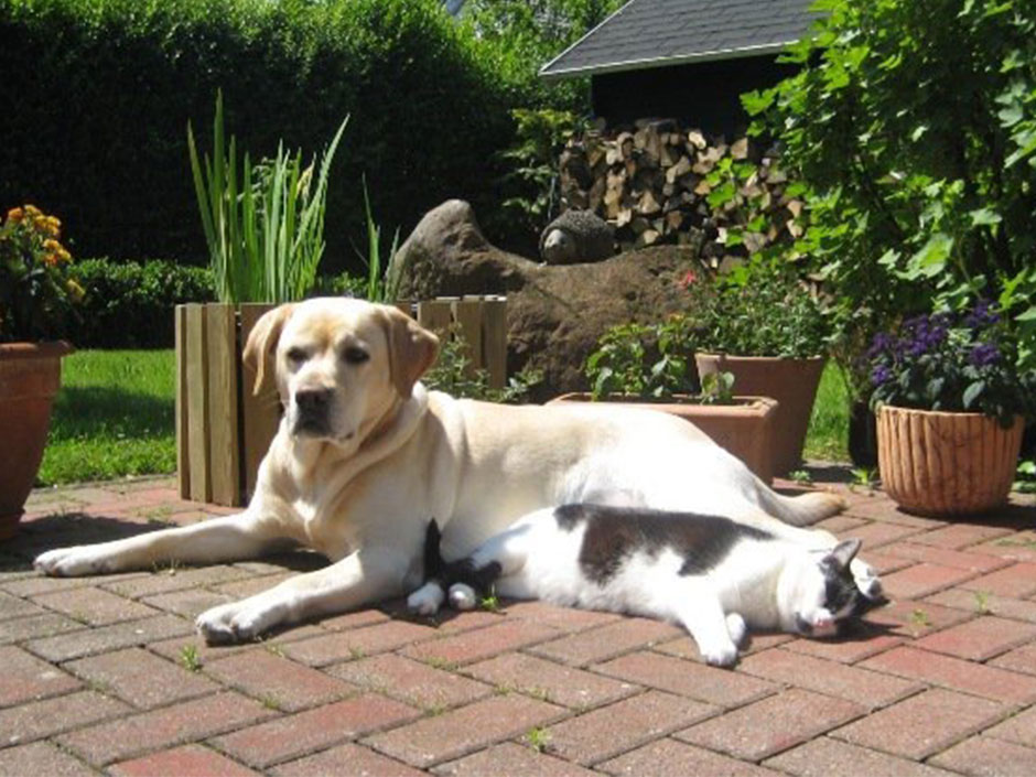 Hund und Katze liegen entspannt im Garten. 