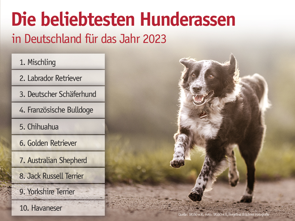 Tabelle mit den Lieblingshunderassen des Jahres 2023