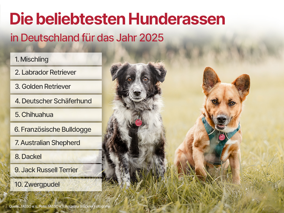Top 10 Hunderassen auf Foto mit zwei sitzenden Hunden