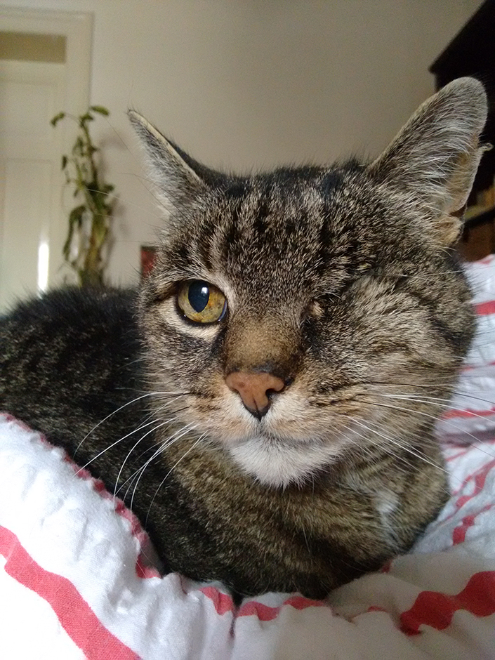 Erleichterung nach fünf Tagen: Katzenoma Tiggi wurde gefunden. (Bildnachweis: Christina Pretzsch)