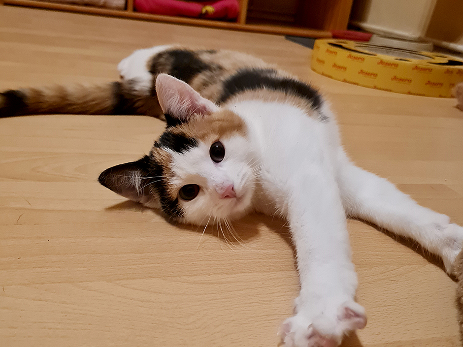 Katze Peanut ist wieder zu Hause