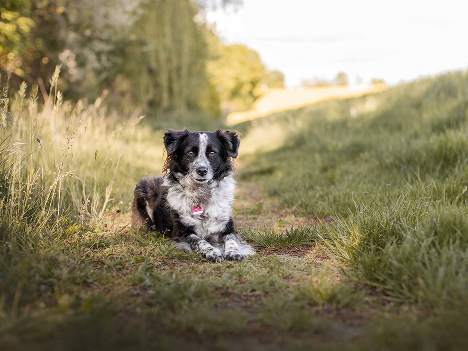 Hund im Schatten 