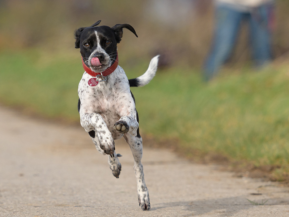 Hund rennt weg 