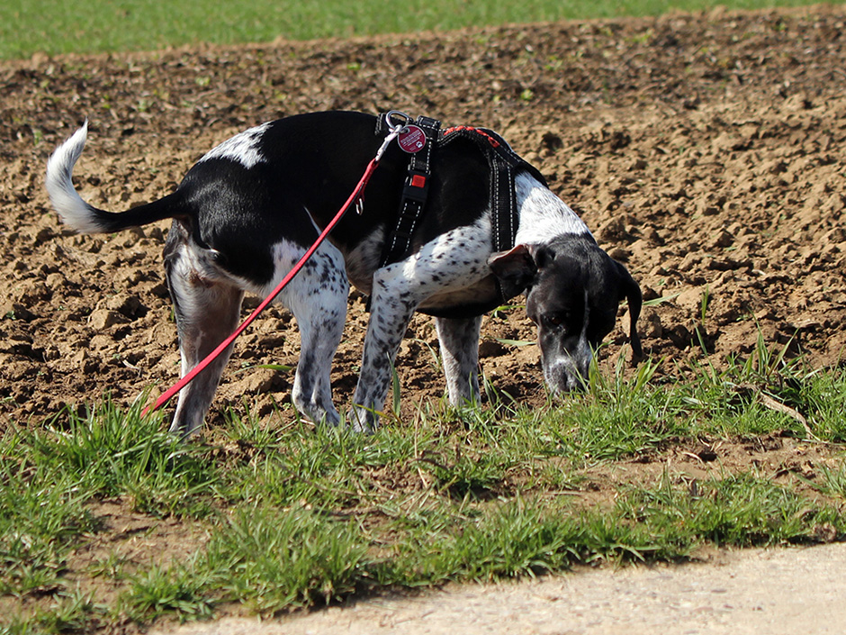 Hund am Wegrand