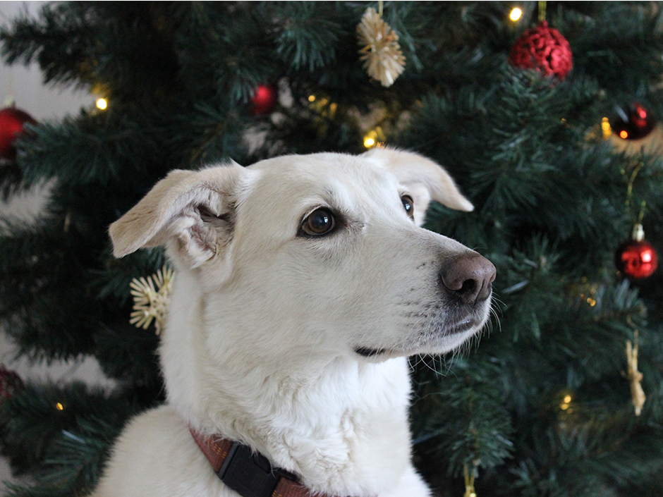 Hund und Weihnachtsbaum