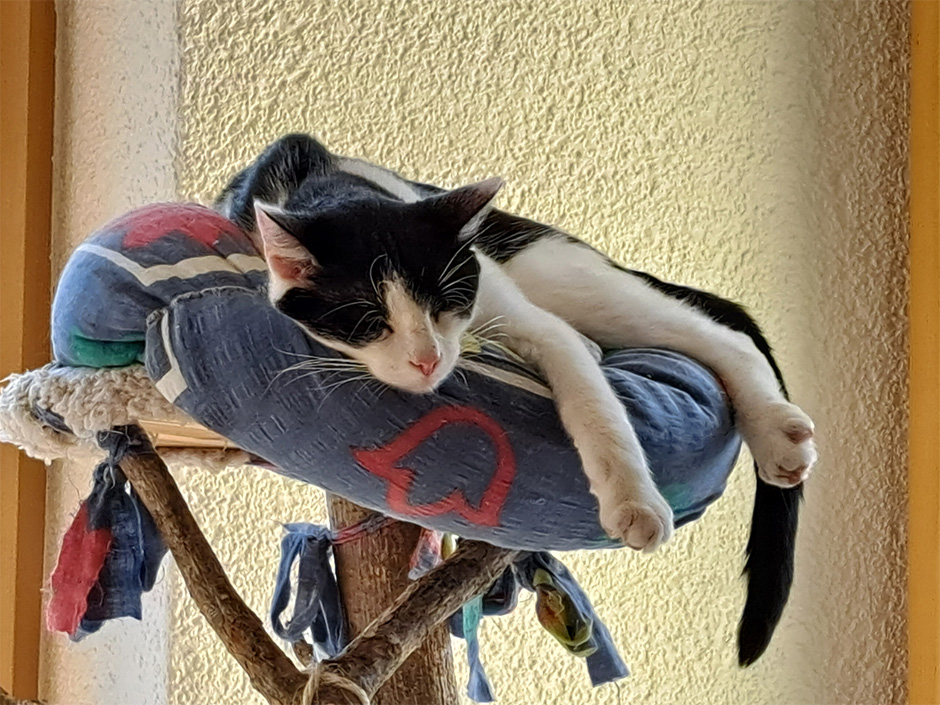 Kater Wonder ist wieder zu Hause 