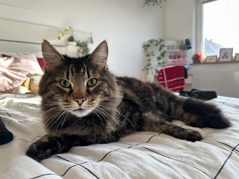 Kater Max auf Bett 