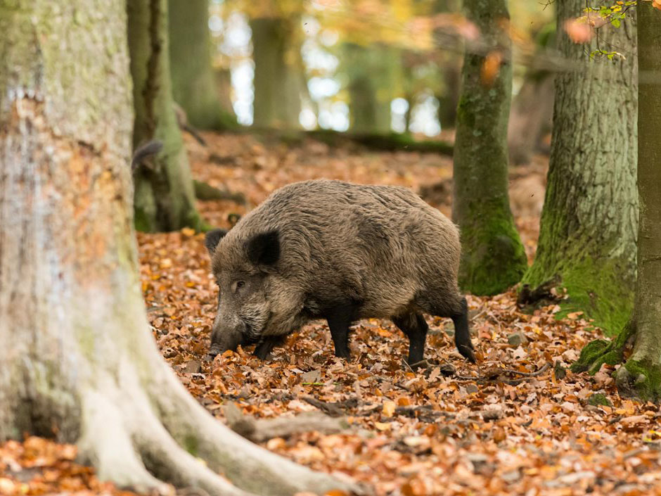 Wildschwein im Wald (c) Heike Engelhart